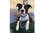 Adopt Missy a Black - with White Pit Bull Terrier / Mixed dog in Manchester