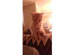 Adopt Mako a Orange or Red Tabby Domestic Mediumhair / Mixed (medium coat) cat