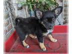 Chihuahua PUPPY FOR SALE ADN-440152 - BentleyACA