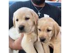 Labrador puppies!