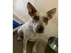 Adopt Fat Boy a White Australian Cattle Dog / Mixed dog in Madera, CA (35529126)