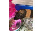 Adopt Beba a Guinea Pig small animal in Lincoln, NE (35528933)