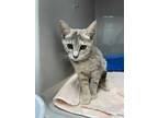 Adopt Katniss a Gray or Blue Domestic Shorthair / Domestic Shorthair / Mixed cat