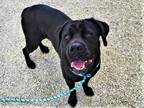 Adopt QUEEN a Black Cane Corso / Mixed dog in Rancho Cucamonga, CA (35528416)