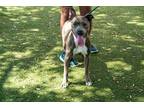 Adopt ROSE a Brindle - with White American Pit Bull Terrier / Mixed dog in