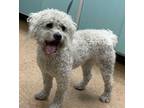 Adopt Drac a White Poodle (Miniature) / Mixed dog in Madera, CA (35527987)