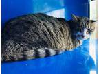 Adopt ZACH MORRIS a Brown Tabby Domestic Shorthair / Mixed (short coat) cat in