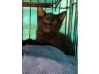 Adopt Feather Horse a All Black Domestic Shorthair / Domestic Shorthair / Mixed
