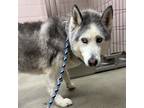 Adopt Grizzly a Gray/Blue/Silver/Salt & Pepper Husky / Mixed dog in Valley View