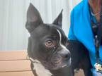 Adopt Stray Gospel Island Rd Avail 8/4 a Black Mixed Breed (Small) / Mixed dog