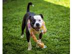 Adopt CHIMICHANGA a Black - with White American Pit Bull Terrier / Mixed dog in
