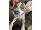 Adopt Sally a White Mixed Breed (Large) / Mixed dog in Brooksville