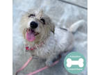 Adopt Belly Boo a White Mixed Breed (Small) / Mixed dog in Janesville