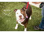 Adopt Renata a Brown/Chocolate American Pit Bull Terrier / Mixed dog in Kansas