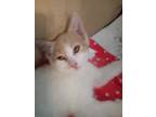 Adopt Eric a White Domestic Shorthair / Domestic Shorthair / Mixed cat in Santa
