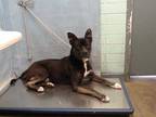 Adopt BOLT a Black - with White German Shepherd Dog / American Pit Bull Terrier