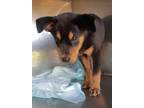 Adopt Kylo a Labrador Retriever / Mixed Breed (Medium) / Mixed dog in Rockford
