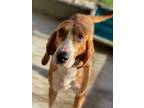 Adopt Napoleon a Bloodhound / Mixed dog in Ocala, FL (35524925)