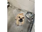 Adopt Lial a Pug / Mixed Breed (Medium) / Mixed dog in Ocala, FL (35524924)