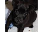 Adopt Nixie LB a Black Pit Bull Terrier / Mixed dog in Hartford, CT (35524519)