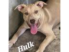 Adopt Hulk RC a Tan/Yellow/Fawn Pit Bull Terrier / Mixed dog in Hartford