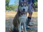 Adopt Nitro JuM a Siberian Husky / Mixed dog in Hartford, CT (35524474)