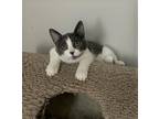 Adopt Sophie a Gray or Blue Domestic Shorthair (short coat) cat in Carlisle