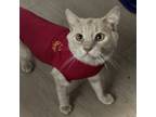 Adopt Goldfinger a Orange or Red Tabby Domestic Shorthair (short coat) cat in