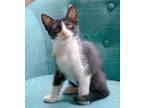 Adopt Minnie a Black & White or Tuxedo American Shorthair (short coat) cat in