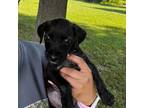 Adopt Mick a Black American Pit Bull Terrier / Mixed Breed (Medium) / Mixed dog