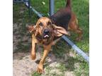 Adopt Eden a Bloodhound / Mixed dog in Gainesville, FL (35522660)