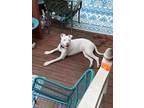 Adopt Bella a White American Pit Bull Terrier / Mixed dog in Orlando