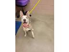 Adopt Buckeye a Tan/Yellow/Fawn Husky / Mixed dog in Valley View, OH (35522052)