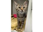 Adopt Jeffery a Tan or Fawn Domestic Shorthair / Domestic Shorthair / Mixed cat