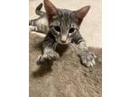 Adopt Linnus a Gray, Blue or Silver Tabby Domestic Shorthair (short coat) cat in