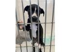 Adopt Freckles a Black American Pit Bull Terrier / Mixed dog in Daytona Beach
