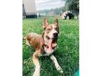 Adopt Dax a Husky / Border Collie / Mixed dog in West Vancouver, BC (35521475)