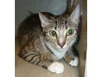 Adopt Sock a Domestic Shorthair / Mixed cat in LAFAYETTE, LA (35520964)