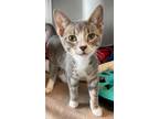 Adopt Mingan a Domestic Shorthair / Mixed cat in Stouffville, ON (35520608)