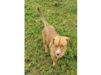 Adopt Louie a Brown/Chocolate Basset Hound / Labrador Retriever dog in Halifax