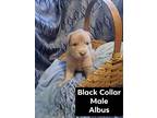 Adopt Albus a Merle Husky / Australian Shepherd / Mixed dog in Callao