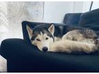 Adopt Nala a Black - with White Husky / Alaskan Malamute / Mixed dog in Toledo