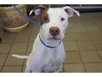 Adopt *JASPER a White - with Brown or Chocolate Mixed Breed (Medium) / Mixed dog