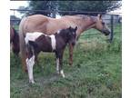 Black tobiano filly A Tru Rolex and Two Eyed Jack BIG girl
