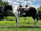 Oreo Spotted Saddle Horse G 15 Yr 142 h Gaited