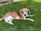 Adopt SADIE a Beagle