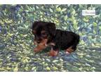 Yorkshire Terrier Puppy for sale in Oklahoma City, OK, USA