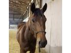 Adopt Twister a Mustang