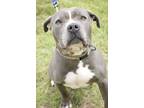 Adopt Gary a Gray/Blue/Silver/Salt & Pepper American Pit Bull Terrier / Mixed