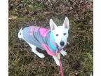Adopt Olive a White Australian Cattle Dog / Mixed dog in Mocksville